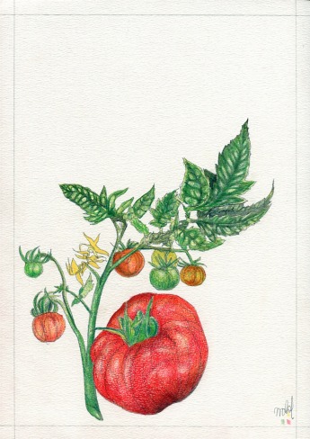 Pomidor